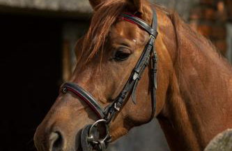 Luxury Villa Četiri Hrasta - Foto 76