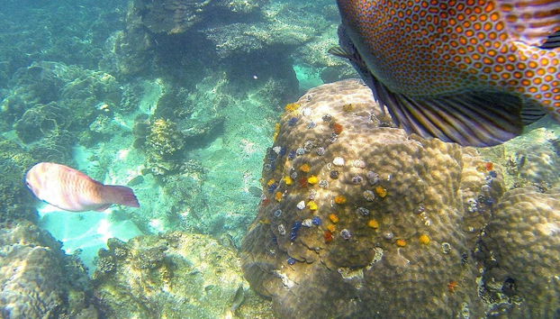 Koh Tao + Koh Nang Yuan Speedboat Tour - Foto 4