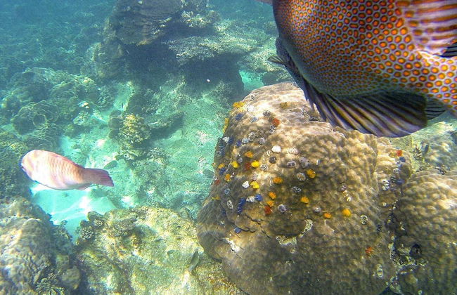 Koh Tao + Koh Nang Yuan Speedboat Tour - Foto 4
