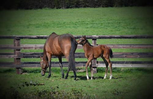 Beautiful shepherd’s hut - Foto 10