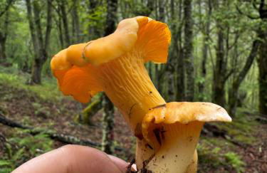 A Barreira -Lar da cima- - Foto 40