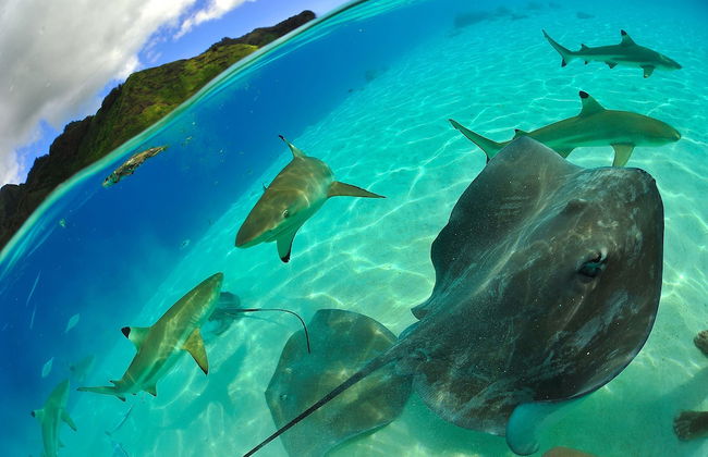 Tahiti Sail and Dive - Foto 28