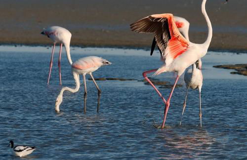 Studio neuf Garance 35 m2 Salin de Giraud - Foto 13