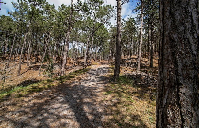 House in Schoorl Near Dunes and Beach - Photo 47