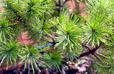 APARTAMENTO con Jardín en Bádames - Foto 4