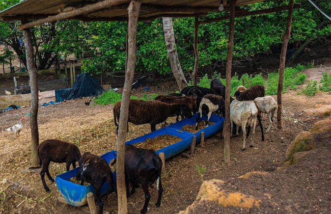 Chácara Shallon -São Miguel dos Milagres - Foto 29