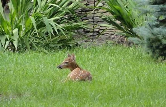 VCI - Elderberry Overlook - Foto 30