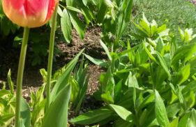 ****Fewo "Alltag...ADE'" - Foto 24