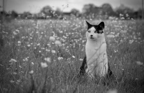 Tranquil and cosy cottage on the Somerset Levels - Photo 46