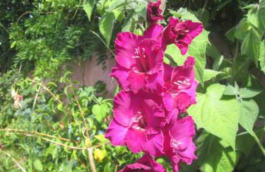 Pêssego - AL - Foto 16