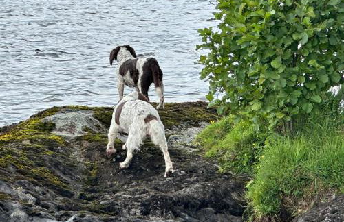 Ben Lomond Lodge - Foto 53