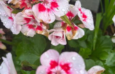 Waldtraum Wandlitzsee - Foto 51