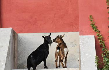 Tenuta degli Ulivi - Dimora Contadina - Foto 66