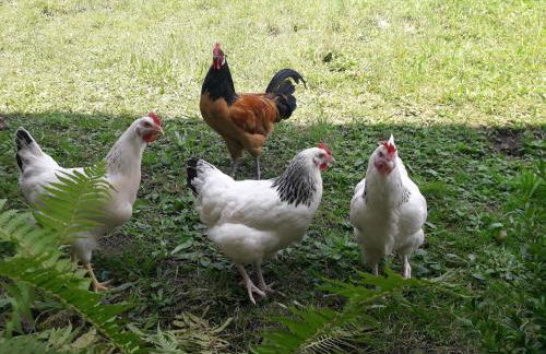 Ferienwohnung Bergzeit - Foto 12