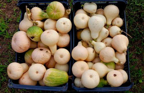 Casa L&M - Refúgio com Horta Biológica Certificada - Foto 49