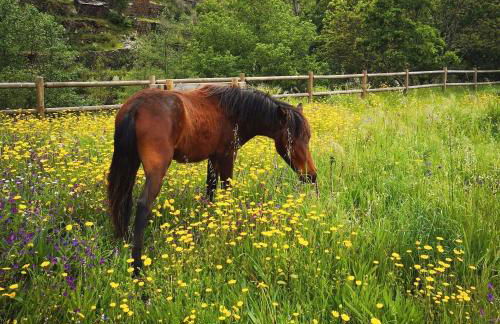 Quinta das Levadas - Country House & Nature - Foto 51