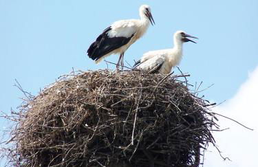Ferien in Himmelpfort - Foto 15