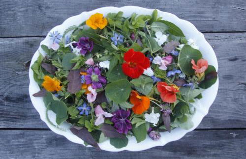 Hollerhof - Urwüchsiges Paradies - Kreativurlaub - Foto 30