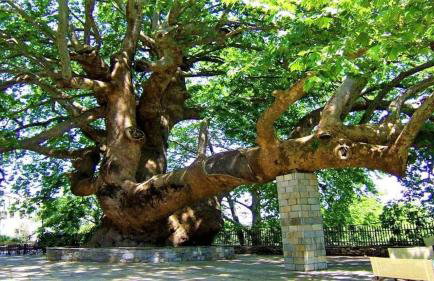 Tsagarada Stone House 1898 - Foto 73