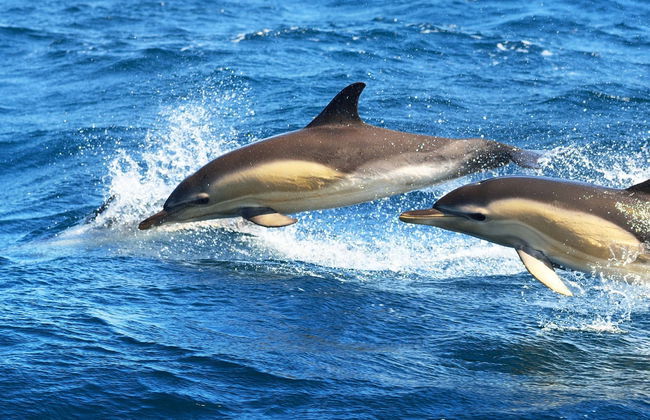 Avistamiento de delfines en Fuengirola - Foto 2