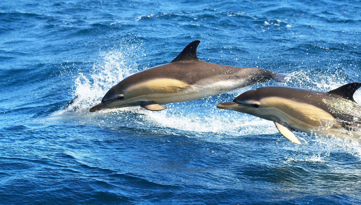 Fuengirola Dolphin Watching