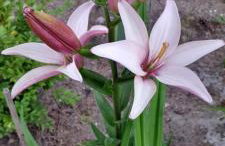 Lawendowy Domek nad jeziorem Szteklin - Foto 27