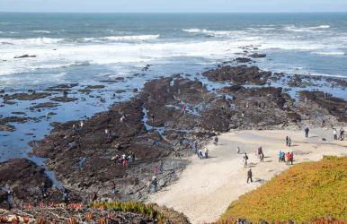 Oceanfront Home Retreat w Breathtaking Views of Fitzgerald Marine Reserve - Foto 12