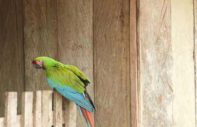 Minca Bird Watching Tour - Photo 8