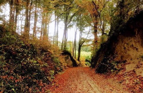 Apartment Kaminblick EuropaPark in ca 15 min erreichbar - Foto 51