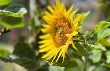 Ferienwohnung Fuchsbau - Foto 11