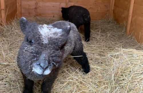 Lovely Semi-rural Caravan & Hot Tub - Sleeps Fam 6 - Photo 75