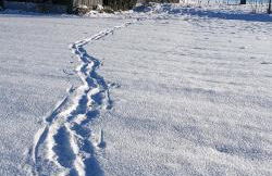 Ferienhaus VILLA ZAUBERBLICK am Rennsteig Frankenwald FREISTEHEND naturnah HUNDEFREUNDLICH eingezäunt - Foto 71