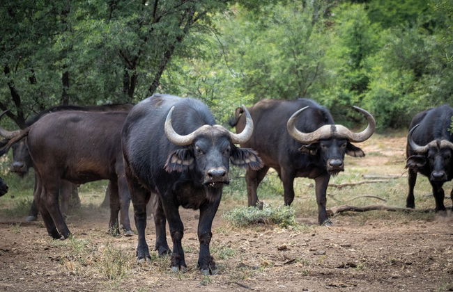 Chandelier Game Lodge - Foto 41