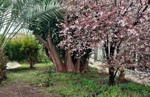 Giardino a Mare - Foto 7