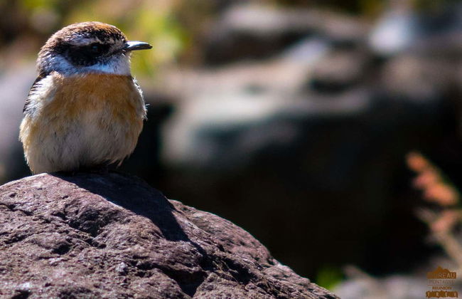 Randonnée à La Chapelle de Cilaos - Photo 12