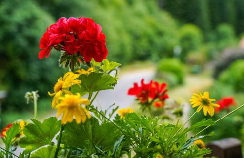 Furtwengler - Foto 12