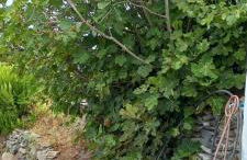 Casa Nieves de Mario - Foto 41