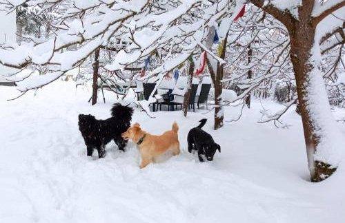 Apartments with parking space Plaski, Velebit - 21935 - Photo 8