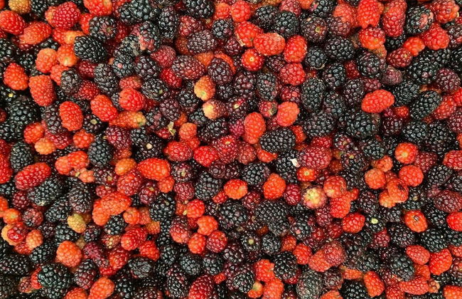 Macho Mora Mountain Lodge - Foto 36