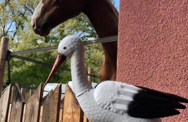 Gîtes du Tichweg - Foto 24