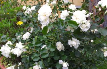 Villa Antico Borghetto Di Tigliano - Foto 59