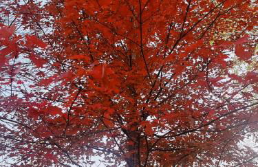 The Cottage at Journey Inn - Foto 28