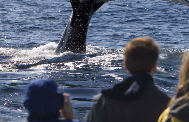 São Miguel Boat Ride + Whale Watching - Photo 2