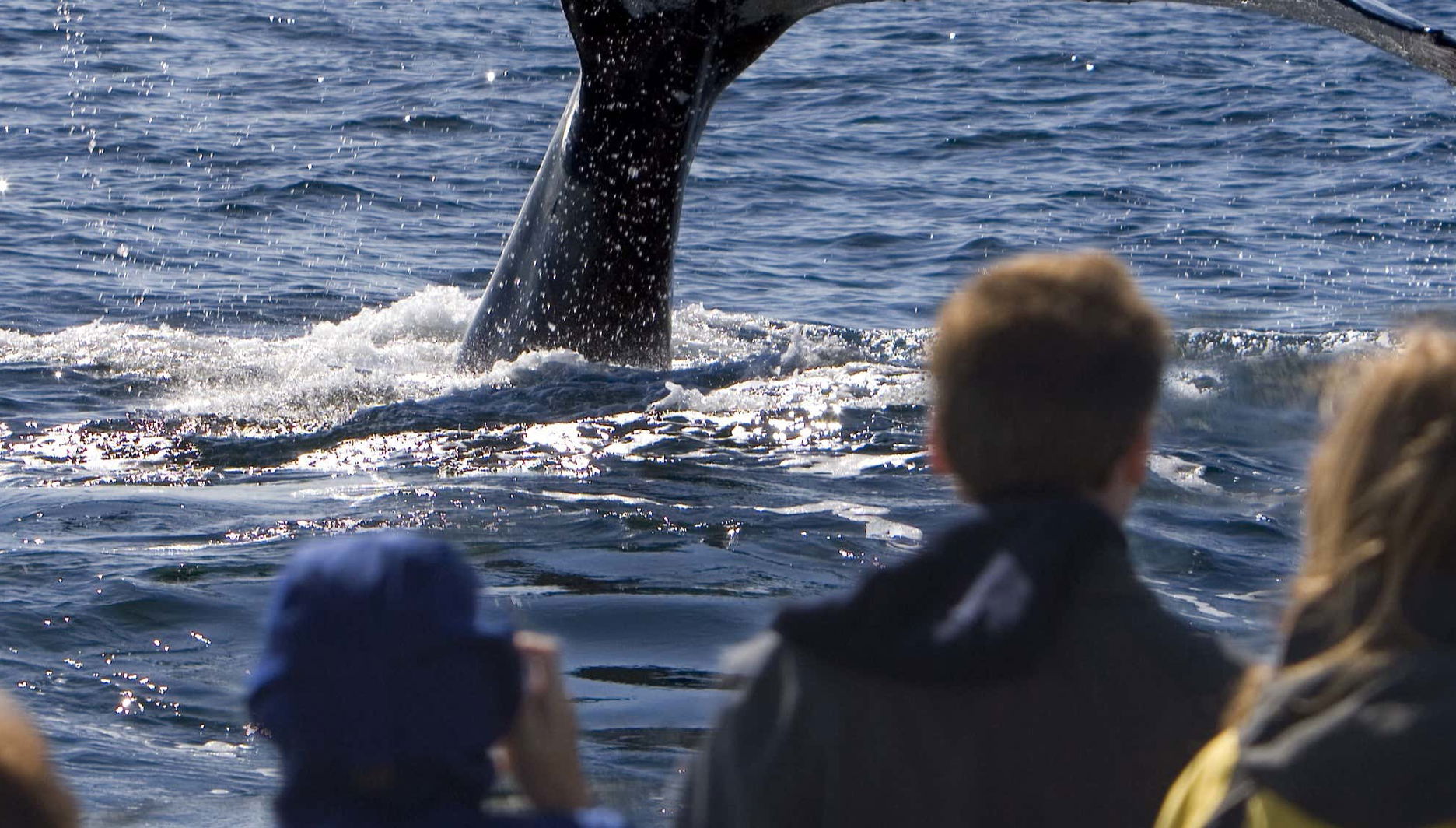Passeio de barco com avistamento de cetáceos