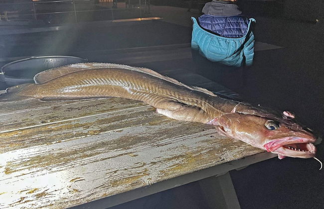 7 Person Holiday Home in Huglo-by Traum - Foto 3