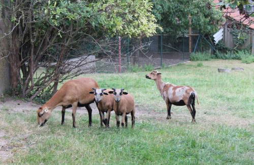 Ferienwohnung Schwendner - Foto 25