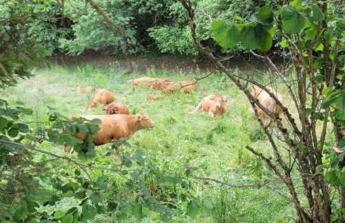 Fischerhof - Foto 27