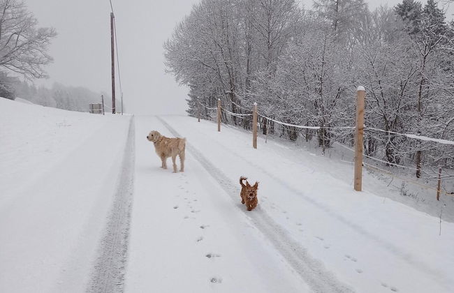 Rossweid hut With a Fantastic View - Foto 39