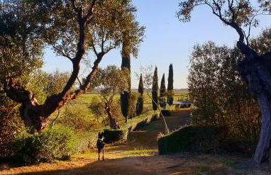 Cortijo El Triguero N-398 Ctra Carmona – El Viso del Alcor Km 18 - Foto 36