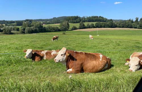Große Ferienwohnung Hundertwasser am Dreisessel in Altreichenau - Foto 49